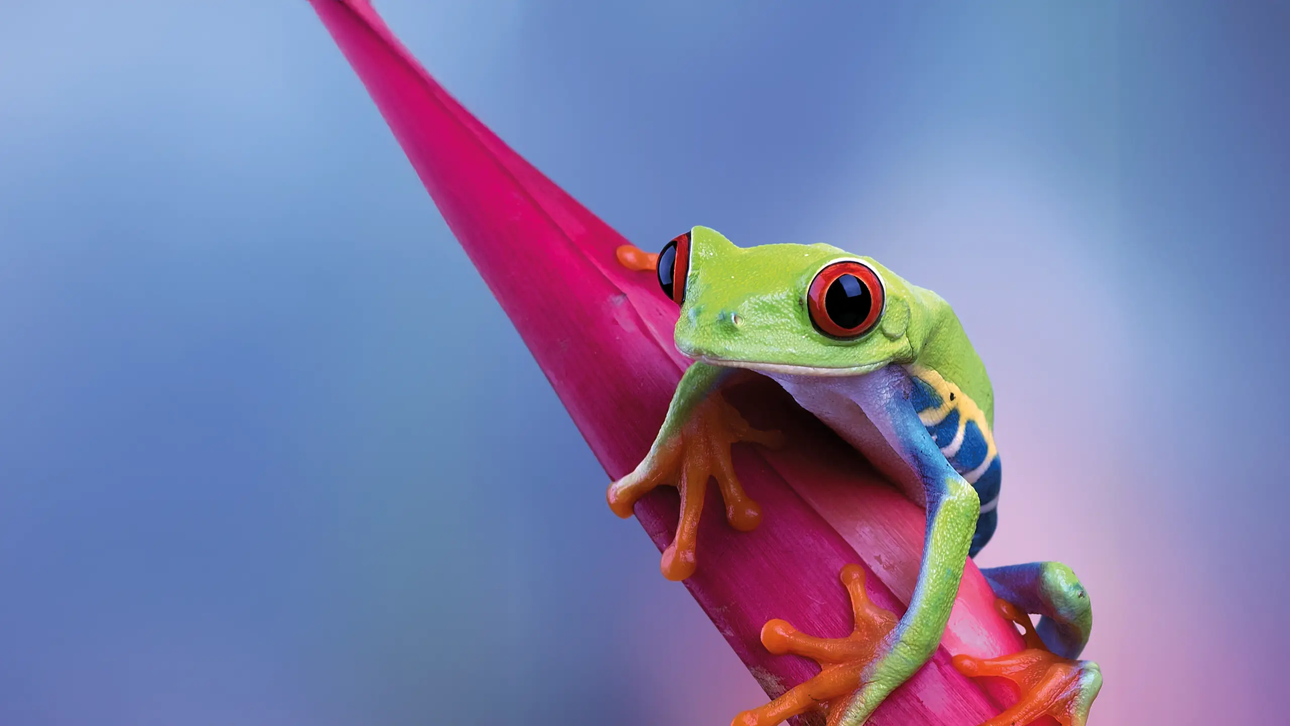 Grenouille aux yeux rouges posée sur une fleur rose, visuel de l'imprimerie Graphiscann à Lyon